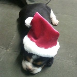 Meet your Posher, Bailey